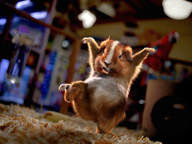 Hamsterattacke
