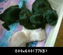 Su's Hundebabies